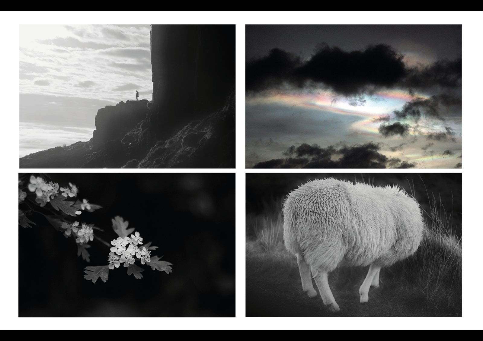 Grid of four black and white nature photographs